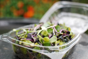 This week, microgreens sadly fed the compost, not me.