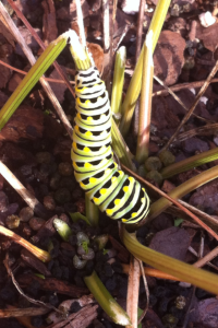 A handful of these guys wiped out a half dozen dill and two parsley plants in a single day.