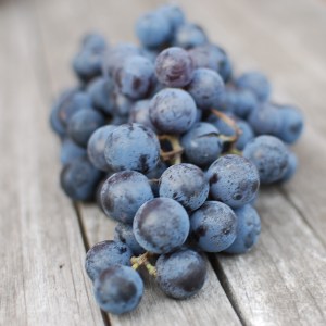 Ripe Concords - impossibly grapey grapes 