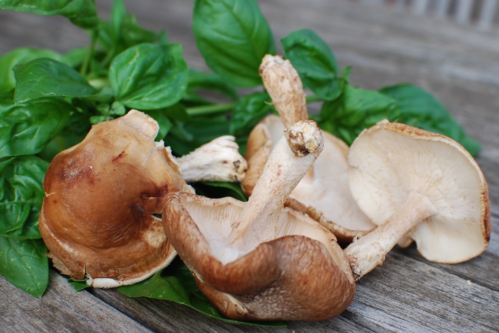 Mushrooms &amp; Basil